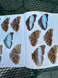 The Butterflies Of Venezuela Part II Neild Meridian London