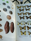 Papilionidae And Their Early Stages By Suguru Igarashi Japanese publisher Kodansha