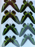 Takashi OHYA Birdwing Butterflies Rare Book 1983