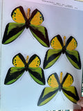 Takashi OHYA Birdwing Butterflies Rare Book 1983