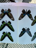 Takashi OHYA Birdwing Butterflies Rare Book 1983
