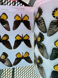 Takashi OHYA Birdwing Butterflies Rare Book 1983
