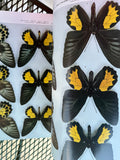 Takashi OHYA Birdwing Butterflies Rare Book 1983