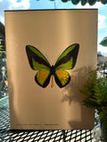 Takashi OHYA Birdwing Butterflies Rare Book 1983