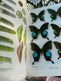 Papilionidae And Their Early Stages By Suguru Igarashi Japanese publisher Kodansha