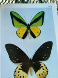 Papilionidae And Their Early Stages By Suguru Igarashi Japanese publisher Kodansha